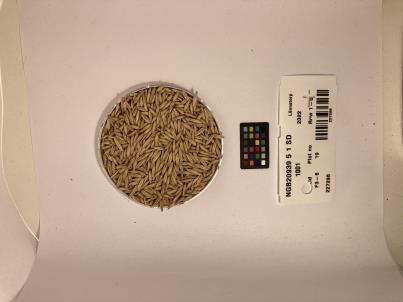 Click for 1 image(s) for this accession. SEED